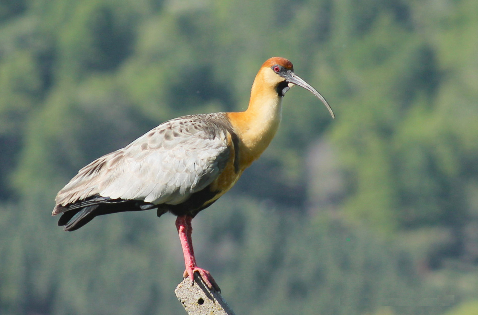 image Black-faced Ibis